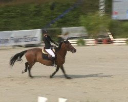 jumper Royce Sensei (Selle Français, 2005, from Jaguar Mail)