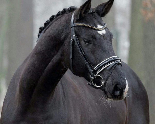 jumper Chapeau B (Hanoverian, 2009, from Comic)