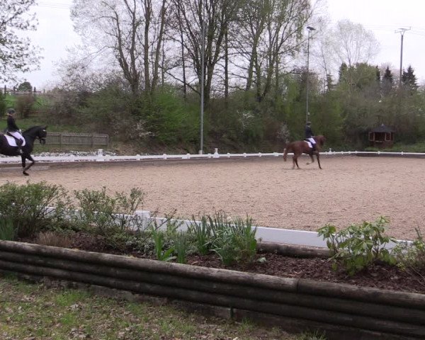 Reitturnier Mettmann - Reitanlage Löckenhoff 2019