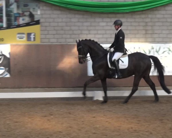 Reitturnier Leverkusen-Rheindorf 2019