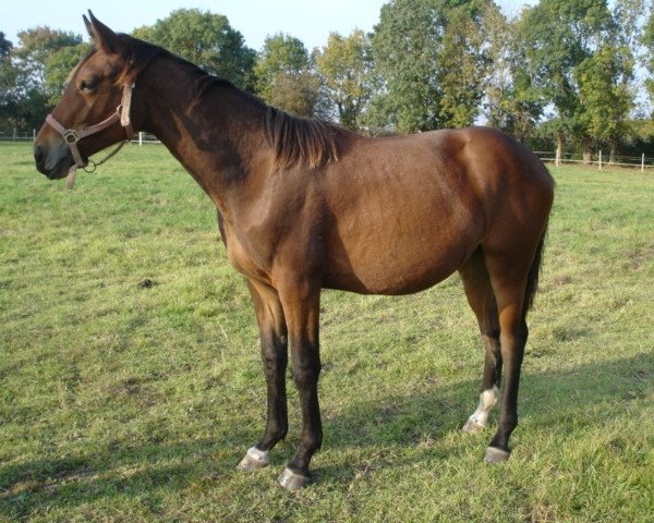 horse Spirale de Mazin (Selle Français, 2006, from Jaguar Mail)