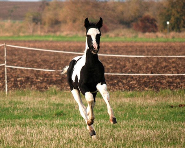 horse Veinor (German Warmblood, 2016, from Viscount 22)