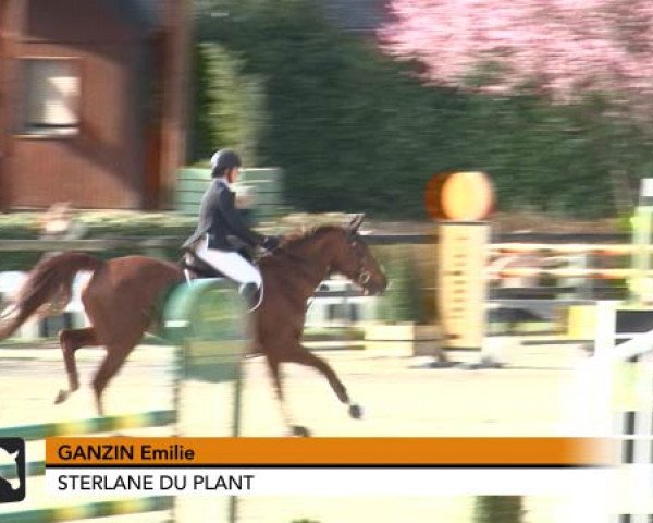 Springpferd Sterlane du Plant (Selle Français, 2006, von Jaguar Mail)
