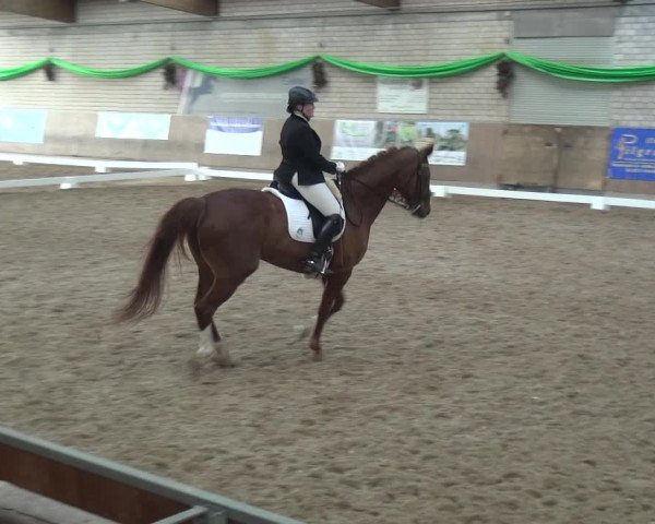 Reitturnier Leverkusen-Rheindorf 2019
