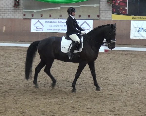 Reitturnier Leverkusen-Rheindorf 2019