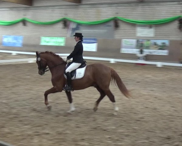 Reitturnier Leverkusen-Rheindorf 2019