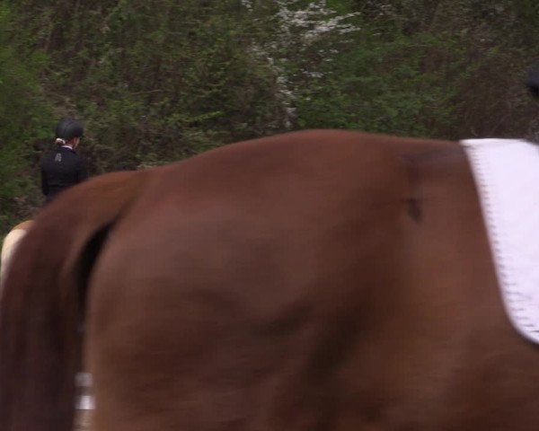 Reitturnier Mettmann - Reitanlage Löckenhoff 2019