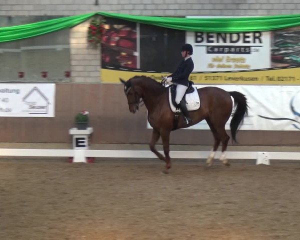 Reitturnier Leverkusen-Rheindorf 2019