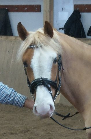 horse Mister Bayazzo B (German Riding Pony, 2015, from The Braes My Mobility)