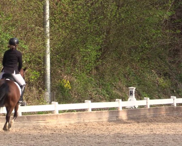 Reitturnier Mettmann - Reitanlage Löckenhoff 2019