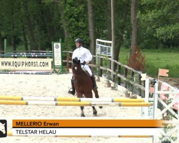 Springpferd Telstar Helau (Selle Français, 2007, von Jaguar Mail)