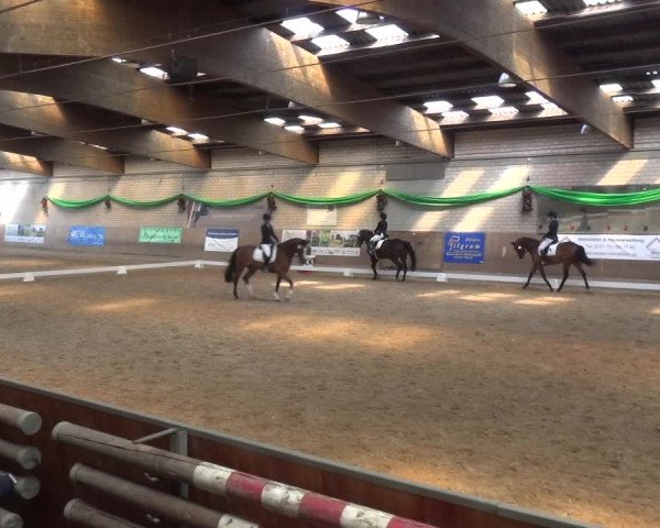 Reitturnier Leverkusen-Rheindorf 2019