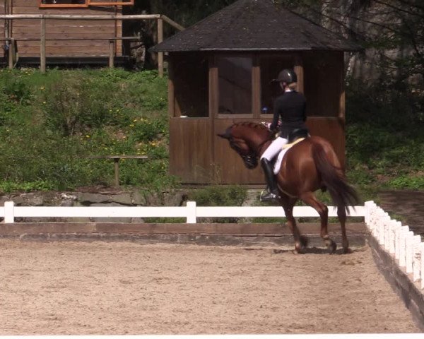 Reitturnier Mettmann - Reitanlage Löckenhoff 2019