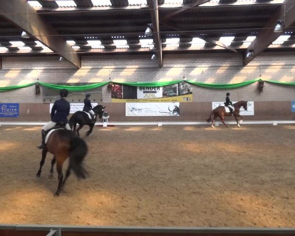 Reitturnier Leverkusen-Rheindorf 2019