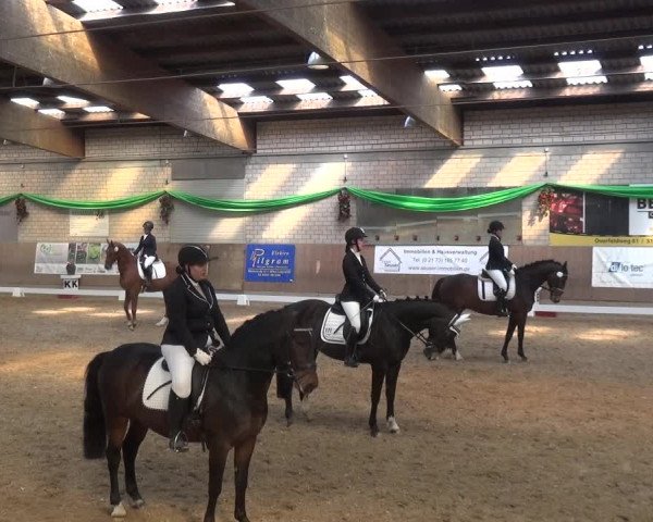 Reitturnier Leverkusen-Rheindorf 2019