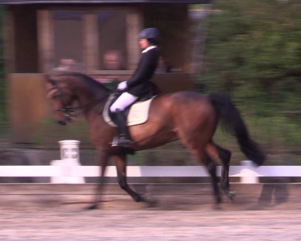 Reitturnier Mettmann - Reitanlage Löckenhoff 2019