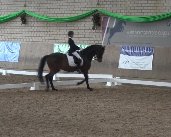 Reitturnier Leverkusen-Rheindorf 2019
