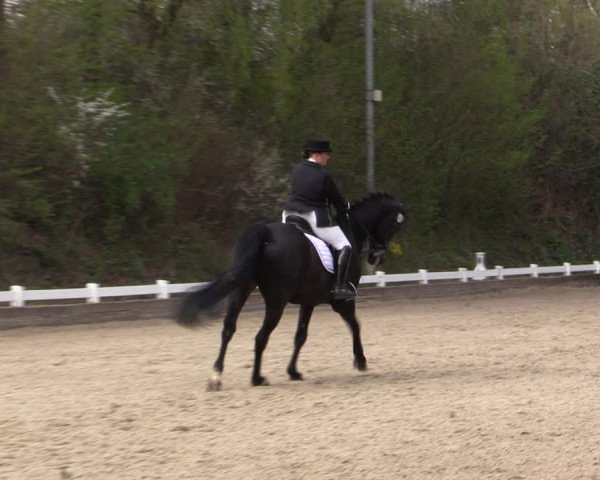 Reitturnier Mettmann - Reitanlage Löckenhoff 2019
