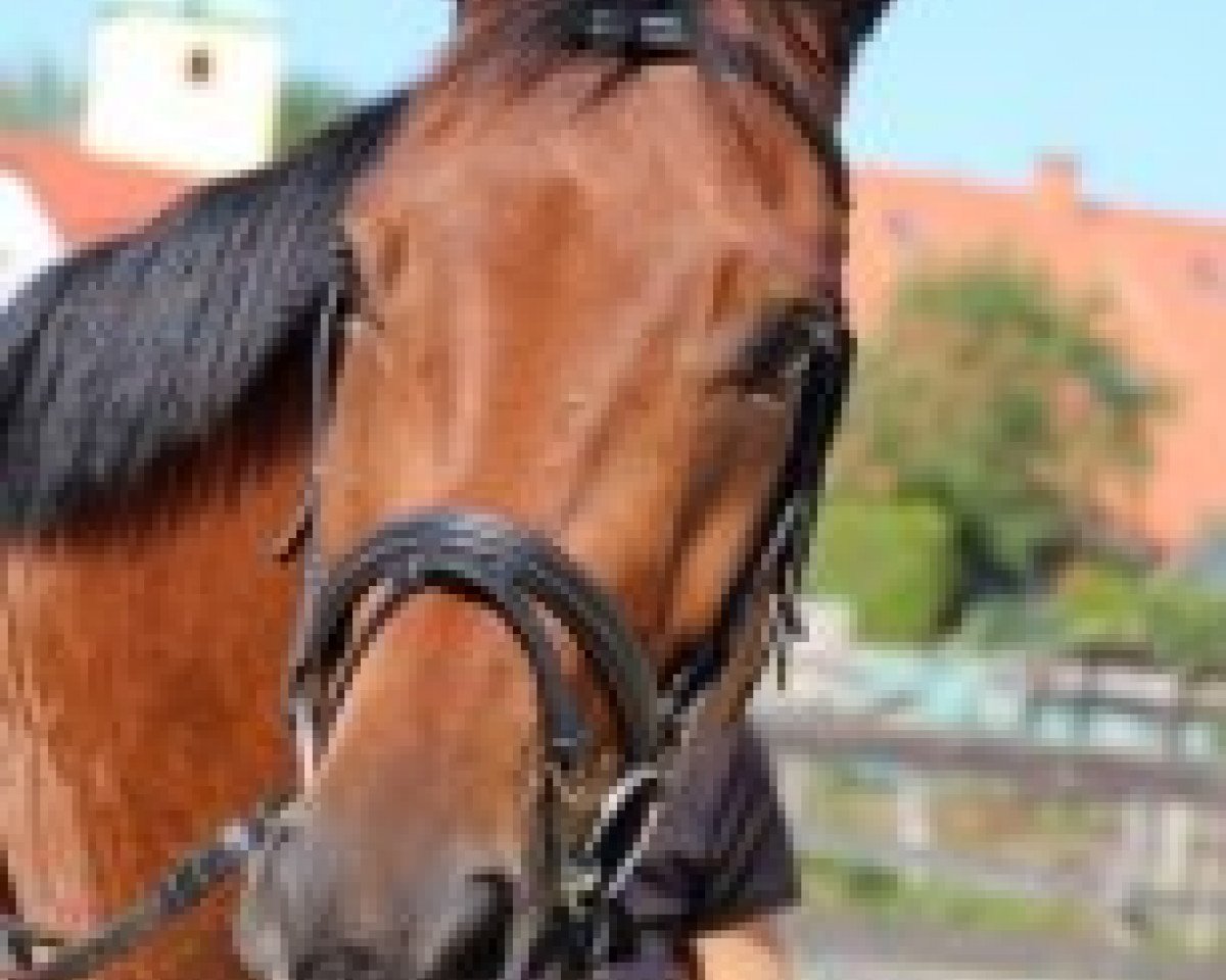 dressage horse Mondzauber 3 (Trakehner, 2008, from Ballzauber)