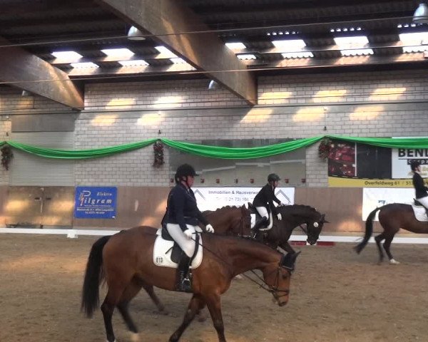 Reitturnier Leverkusen-Rheindorf 2019