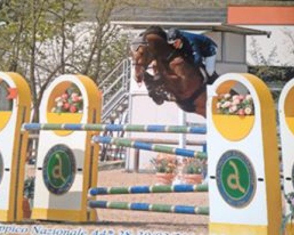 horse Ultra delle Roane (Sella Italiano, 2007, from Acobat II)