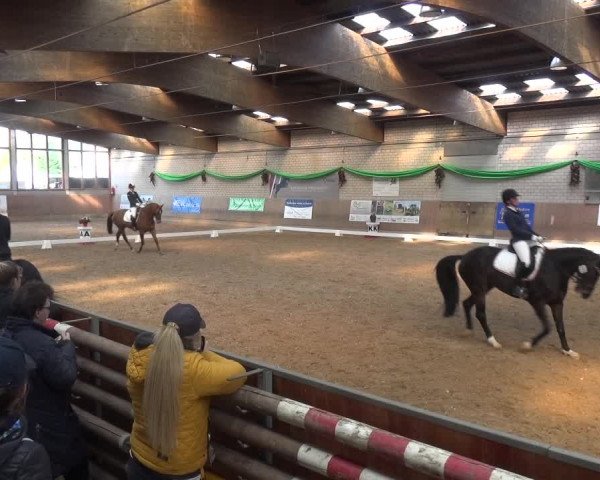 Reitturnier Leverkusen-Rheindorf 2019