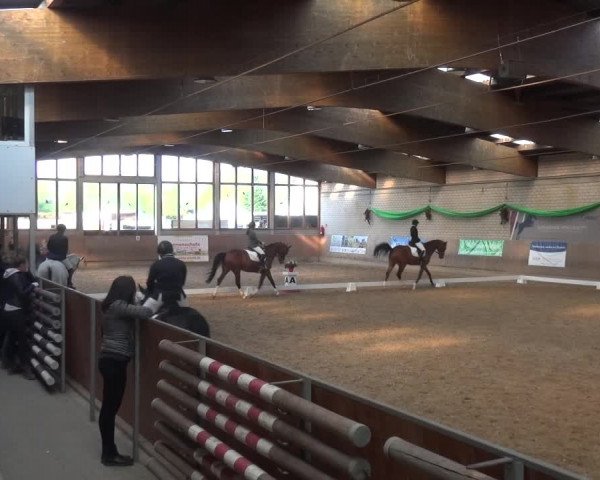 Reitturnier Leverkusen-Rheindorf 2019