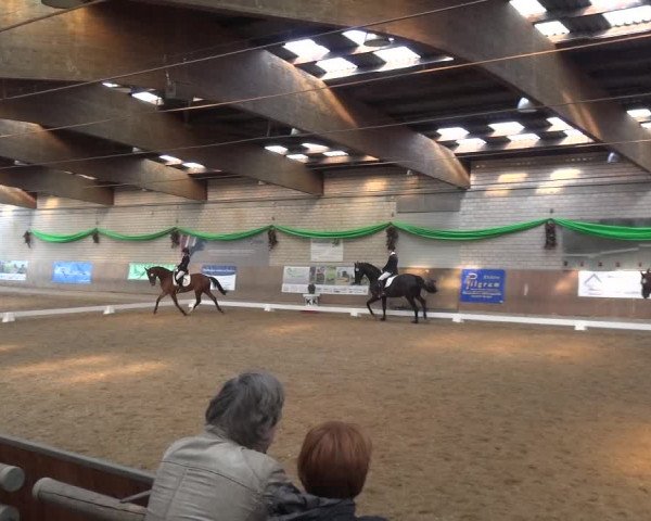 Reitturnier Leverkusen-Rheindorf 2019