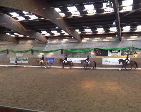 Reitturnier Leverkusen-Rheindorf 2019