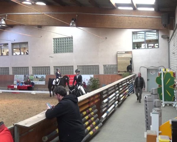 Reitturnier Leverkusen-Rheindorf 2019