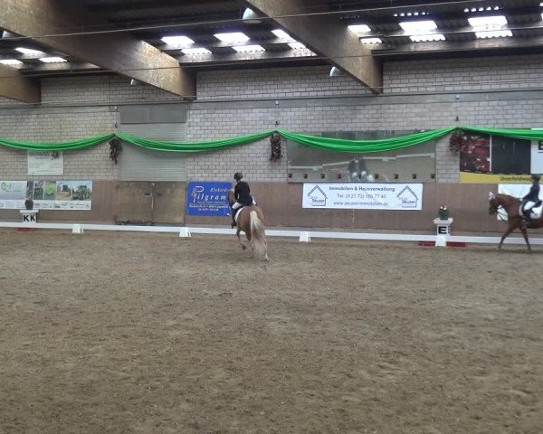 Reitturnier Leverkusen-Rheindorf 2019