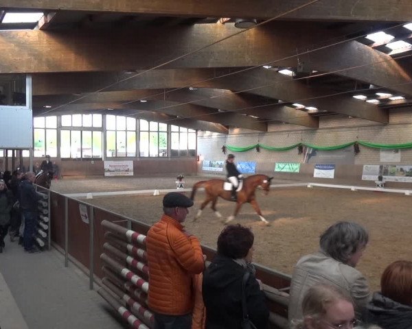 Reitturnier Leverkusen-Rheindorf 2019