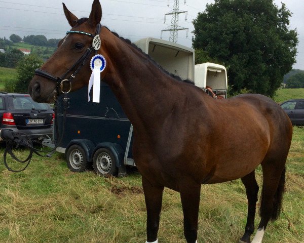broodmare Divoona M (Hanoverian, 2012, from Don Index)