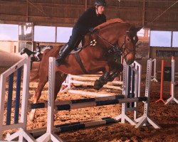 dressage horse Imani CE (Hanoverian, 2009, from Iberio)