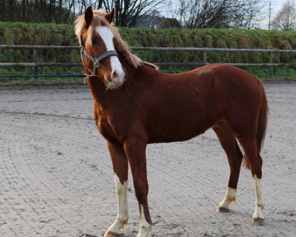 Pferd Viking Dragon (Deutsches Reitpony, 2015, von Van Heinrich)