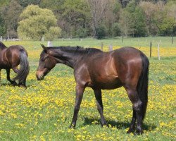 Pferd Showdancers Queen (Deutsches Sportpferd, 2014, von Showdancer)