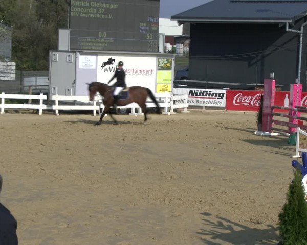 Reitturnier Schloß Holte 2019