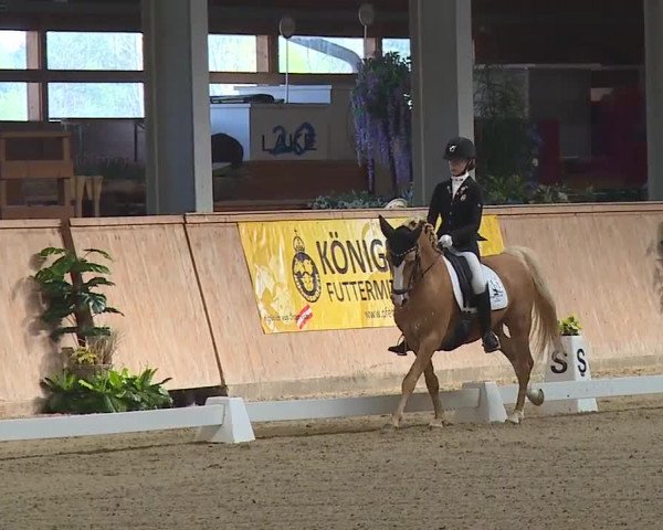 FEI Reitturnier Wiener Neustadt (AUT) 2019