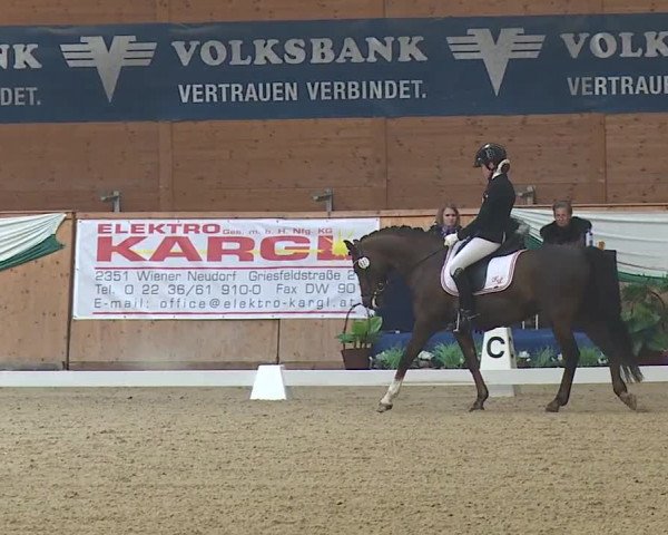 FEI Reitturnier Wiener Neustadt (AUT) 2019