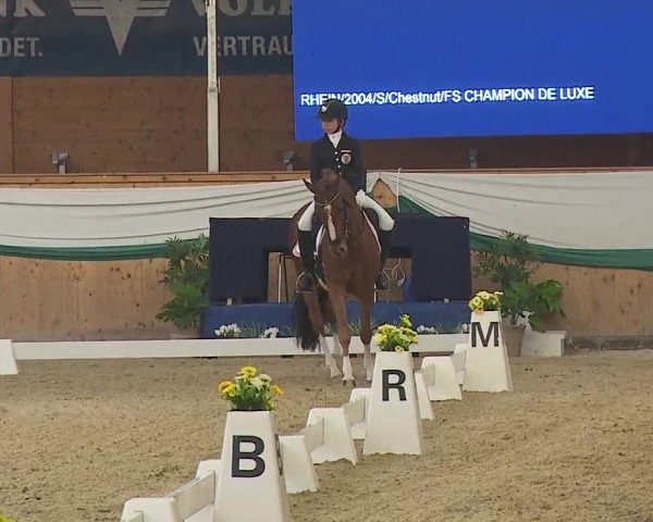 FEI Reitturnier Wiener Neustadt (AUT) 2019