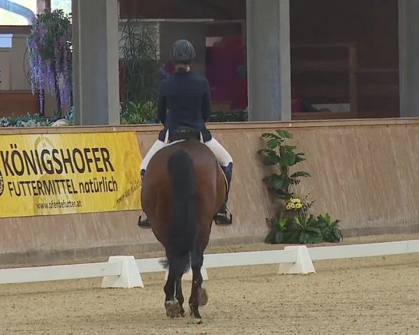FEI Reitturnier Wiener Neustadt (AUT) 2019
