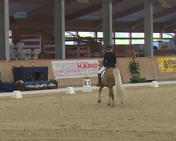 FEI Reitturnier Wiener Neustadt (AUT) 2019