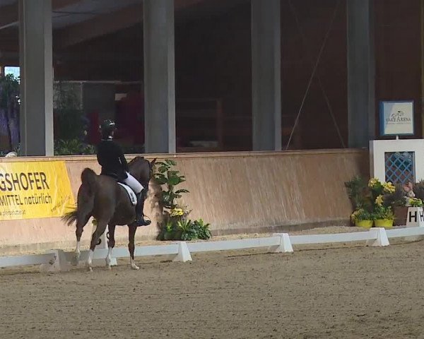 FEI Reitturnier Wiener Neustadt (AUT) 2019