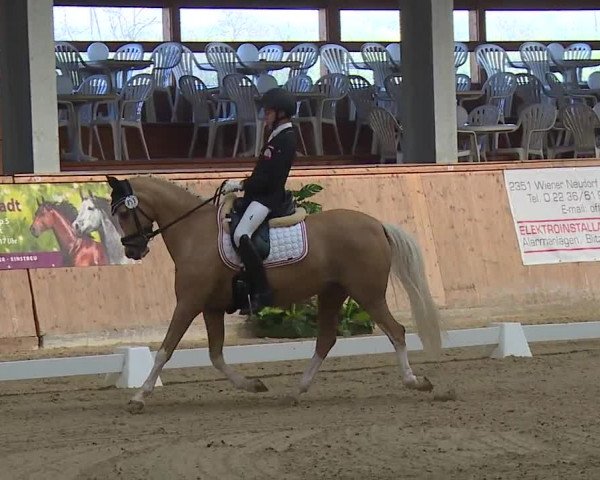 FEI Reitturnier Wiener Neustadt (AUT) 2019