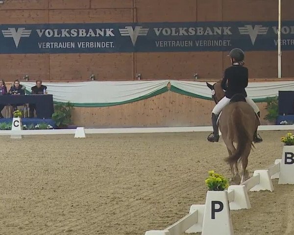 FEI Reitturnier Wiener Neustadt (AUT) 2019