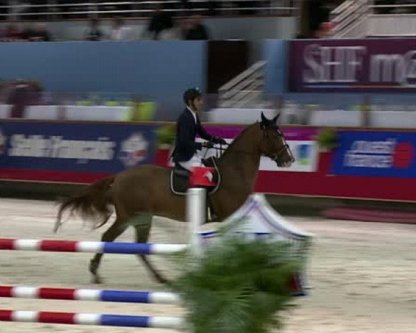 Springpferd Mullentine Cash Flow (Irish Sport Horse, 2008, von Jaguar Mail)