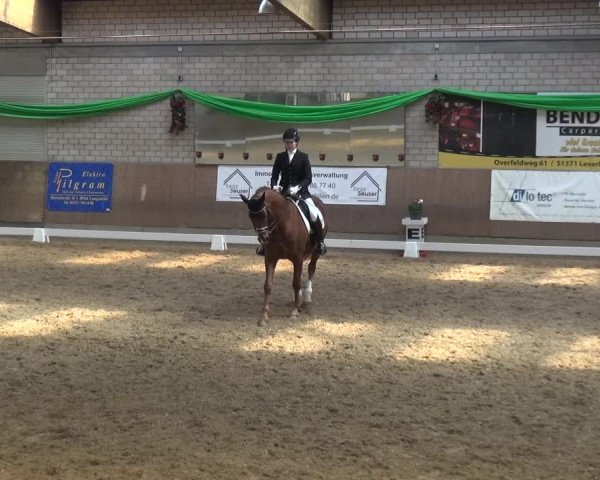 Reitturnier Leverkusen-Rheindorf 2019