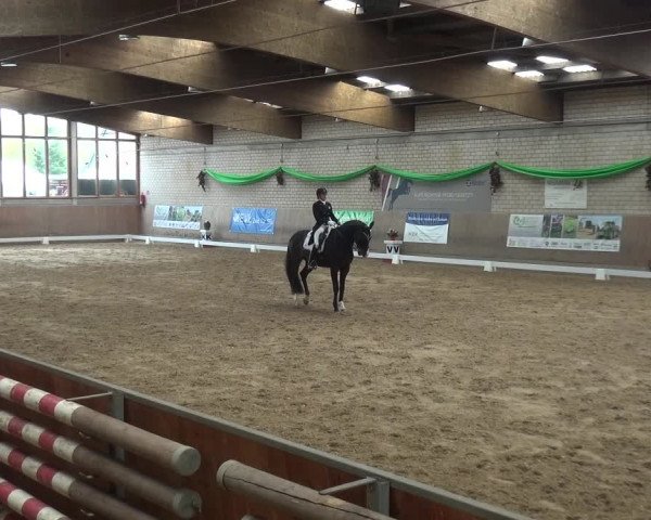 Reitturnier Leverkusen-Rheindorf 2019