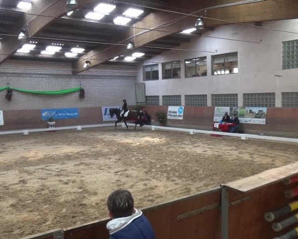 Reitturnier Leverkusen-Rheindorf 2019
