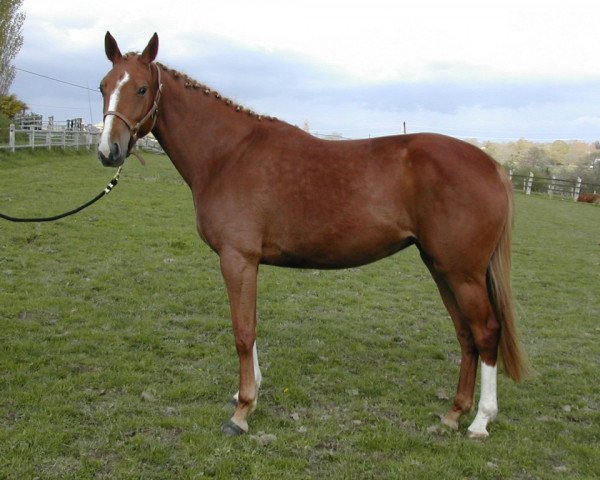 broodmare Orostar du Theil (Selle Français, 2002, from Quidam de Revel)